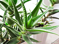 aloe-vera