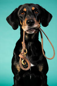 san-antonio-dog-park