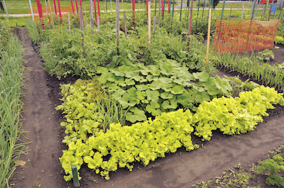 San-Antonio-Community-Garden