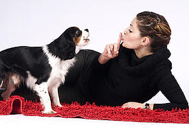 dog-wont-stop-barking