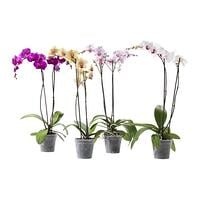 orchid-potted-plant