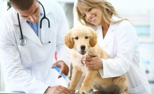 Top Vets for Your Pet in Austin