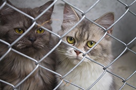 Rescue-Shelters-Twin-Cities.jpg