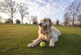 Twin_Cities_Dog_Parks