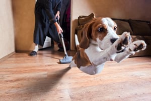 5-things-you-need-to-know-about-renting-with-pets-in-oklahoma-city.jpg