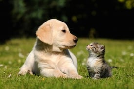 Great-Pet-Sitting_-Services-in-Oklahoma-City