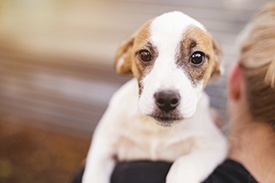 Pet-Adoption-Rochester-MN.jpg
