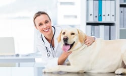 Portrait of confident female veterinarian examining dog in hospital.jpeg