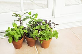 indoor-gardening-for-apartment-homes