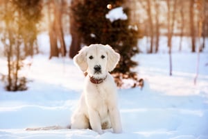 cold-weather-games-and-activities-for-you-and-your-dog