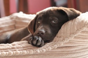 Choose the Perfect Dog Bed