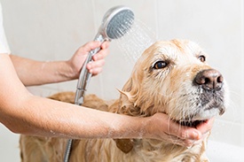 Dog_Bathing