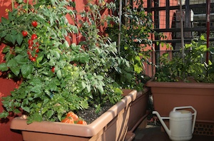 Guide to Growing Fruits and Vegetables on Balcony