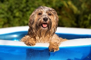 Tips to Keep Your Pet Cool in Summer