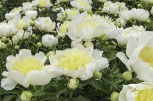 Spring in San Antonio