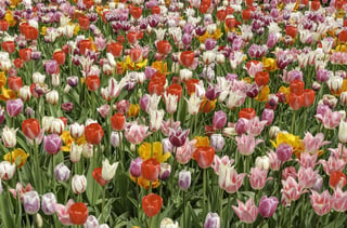 Floral celebration of spring Marvelous multicolored extravaganza of tulip hybrids in a massive garden bed.jpeg