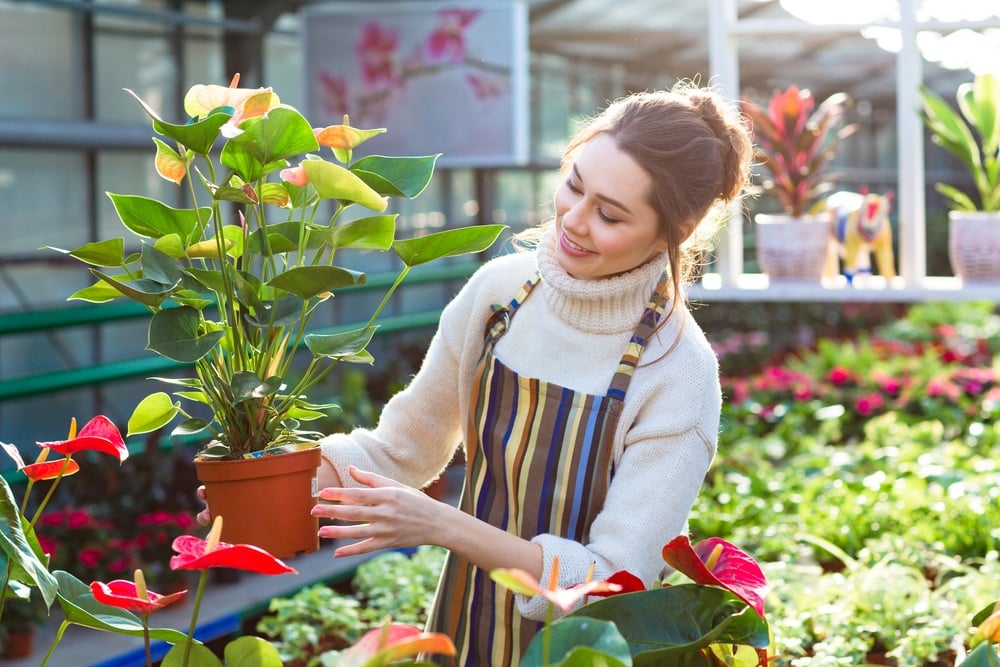 Lovely happy young woman gardener choosing flower pot with anthuriums in garden center.jpeg