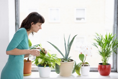 Tips for Keeping Houseplants Healthy