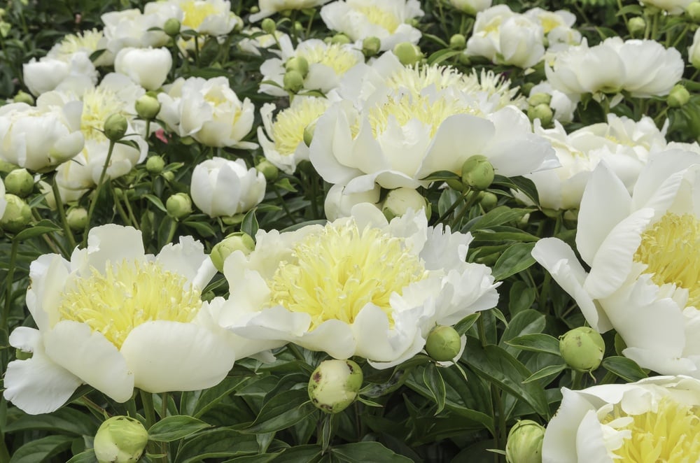 Spring in New Orleans Area