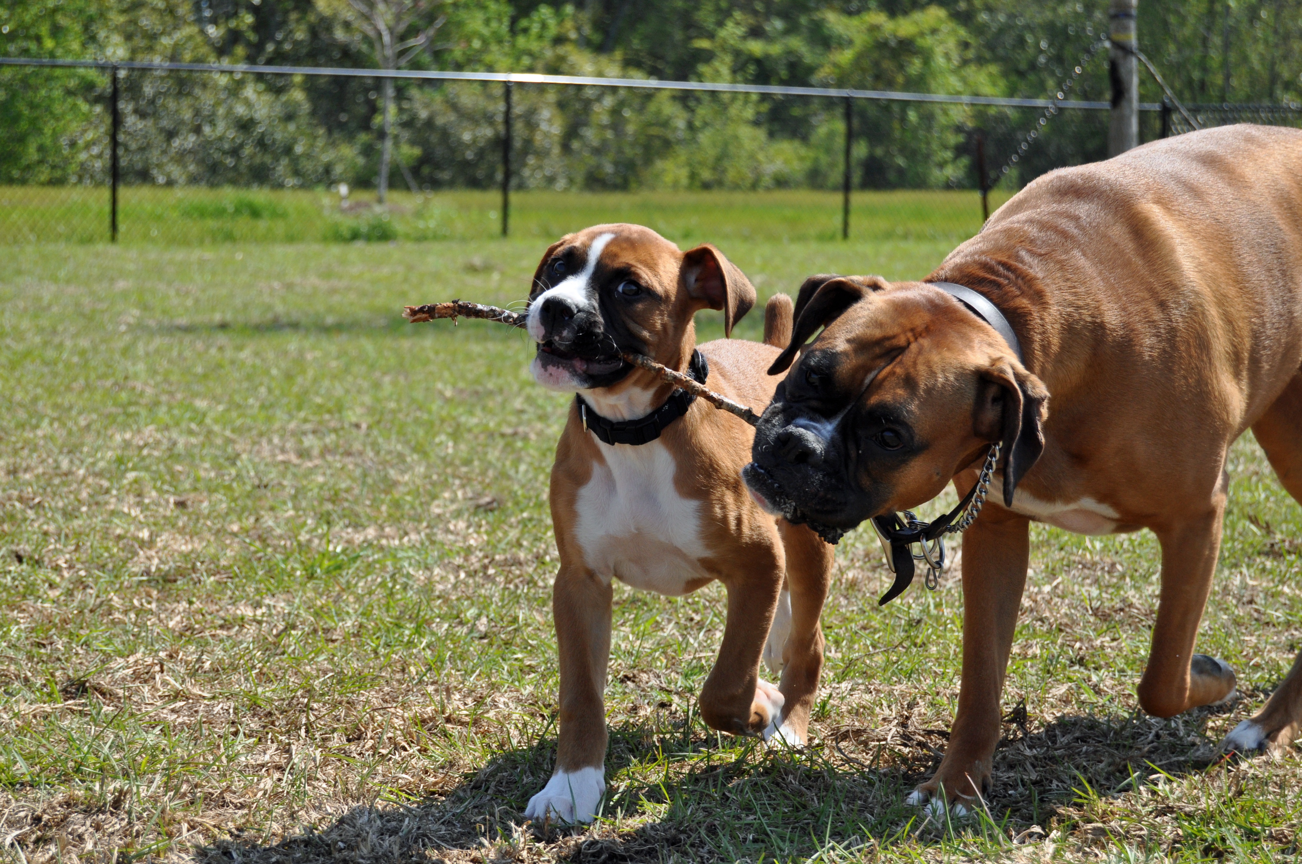 Large Dogs - Boxer dog and puppy playing with a stick at the leash free dog park at Springs at Newnan