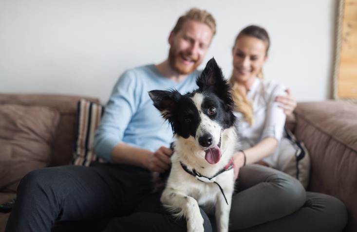 8 essential tips to protect pets in your apartment