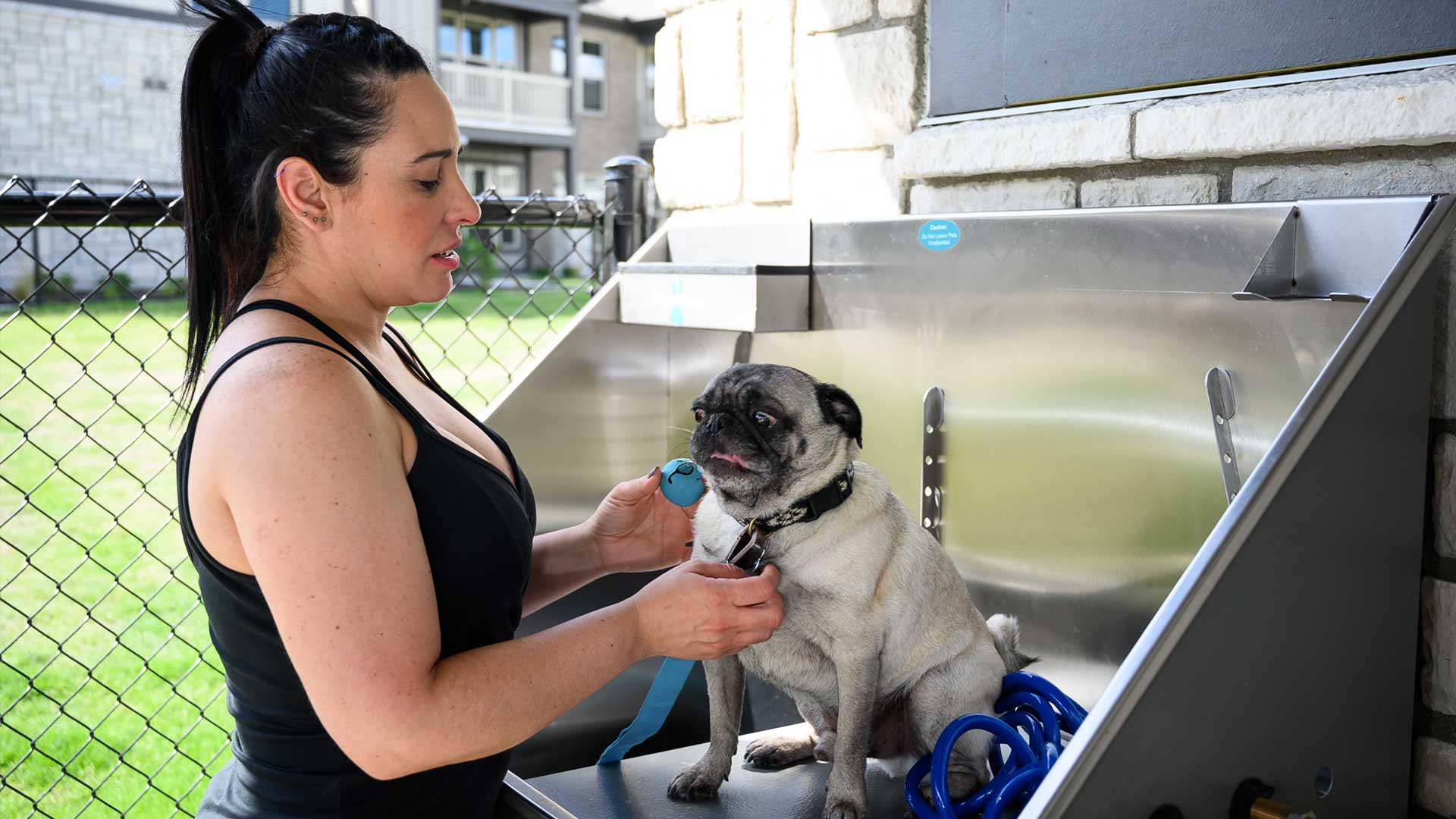 Pet Wash Station with Pug Dog and Owner in Car Car Center Amenity 